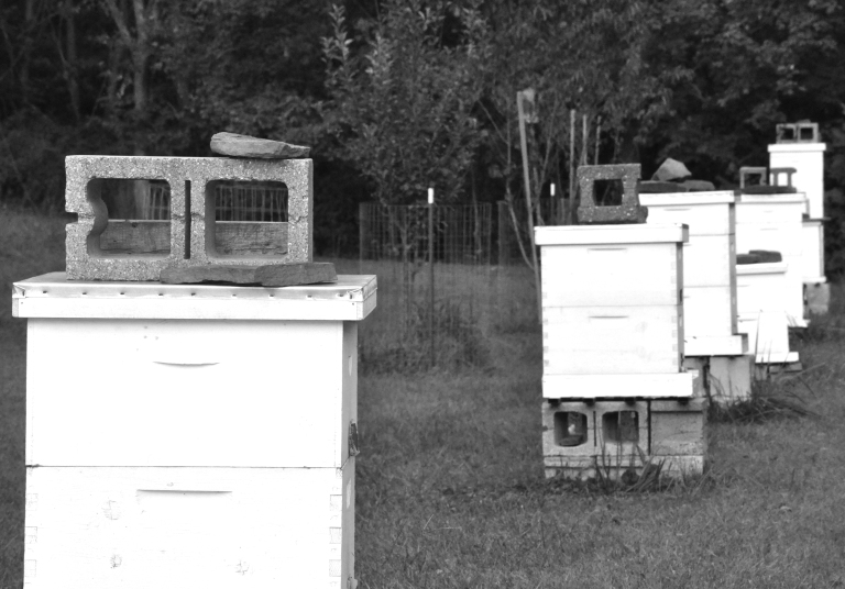 Ward_Hives